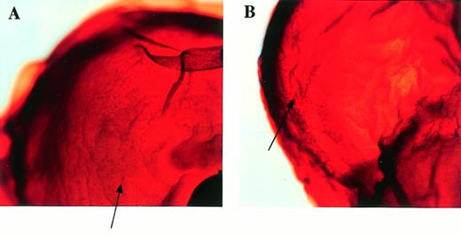 Fig. 6. Detection of macrophages in Mllmu/mu embryos by whole-mount immunohistochemistry using antimacrophage antibody F4/80. The heads of embryos at E12.5 are magnified (OM × 80). There are many F4/80+ cells (arrows). (A) Mll+/mu; (B) Mllmu/mu.