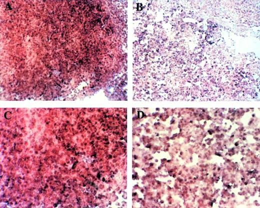 Fig. 12. Examination of Rb expression in fetal liver at E12.5 by in situ hybridization. Rb expression was detected in hematopoietic cells of Mllmu/mu livers as well as Mll+/+livers. (A and B) OM × 100. (C and D) OM × 200. (A and C) Mll+/+; (B and D) Mllmu/mu.
