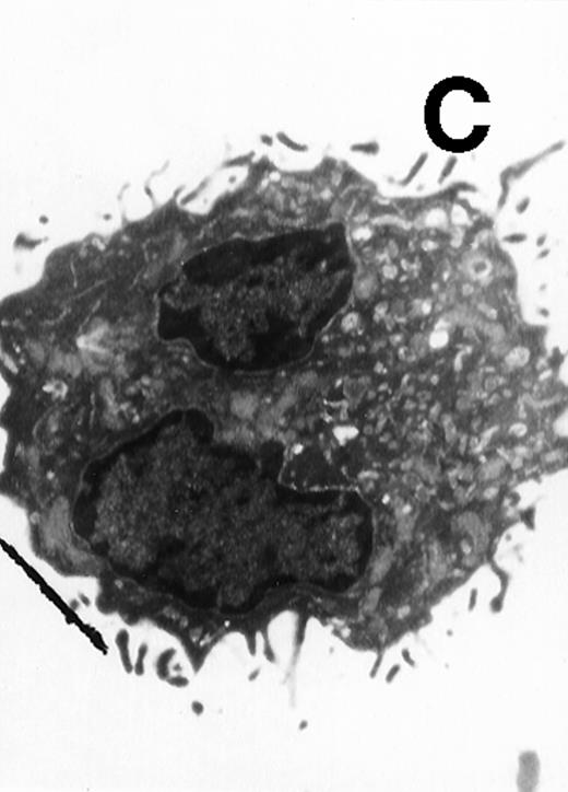 Fig. 5. Electron microscopy of typical CD11b−/dullCD11c+ precursor and its derived CD11b−/dullCD11c+ mature DCs. The CD11b−/dullCD11c+ precursors and its derived CD11b−/dullCD11c+ mature DCs were sorted at culture day 6 and day 12, respectively, and processed for electron microscopy staining as described in Materials and Methods. (A) A representative of CD11b−/dullCD11c+precursor sorted at day 6. Original magnification ×5,300. (B) A representative of CD11b−/dullCD11c+precursor-derived CD11b−/dullCD11c+ mature DC sorted at day 12. Original magnification ×5,300. (C) A representative of CD11b+hiCD11c+ precursor sorted at day 6. Original magnification ×9,600. (D) A representative of CD11b+hiCD11c+ precursor-derived mature DC with the phenotype of CD11b−/dullCD11c+sorted at day 12. Original magnification ×9,600.