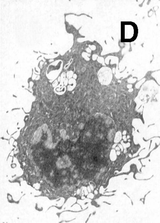 Fig. 5. Electron microscopy of typical CD11b−/dullCD11c+ precursor and its derived CD11b−/dullCD11c+ mature DCs. The CD11b−/dullCD11c+ precursors and its derived CD11b−/dullCD11c+ mature DCs were sorted at culture day 6 and day 12, respectively, and processed for electron microscopy staining as described in Materials and Methods. (A) A representative of CD11b−/dullCD11c+precursor sorted at day 6. Original magnification ×5,300. (B) A representative of CD11b−/dullCD11c+precursor-derived CD11b−/dullCD11c+ mature DC sorted at day 12. Original magnification ×5,300. (C) A representative of CD11b+hiCD11c+ precursor sorted at day 6. Original magnification ×9,600. (D) A representative of CD11b+hiCD11c+ precursor-derived mature DC with the phenotype of CD11b−/dullCD11c+sorted at day 12. Original magnification ×9,600.