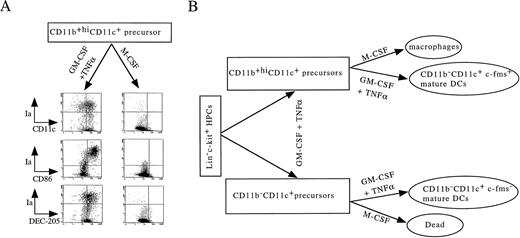 Fig. 9. The dual differentiation potential of CD11b+hiCD11c+ precursors. (A) Day 6 sorted CD11b+hiCD11c+ DC precursors from Lin−c-kit+ HPCs were cultured in presence of GM-CSF + TNF-α and M-CSF, respectively, for 5 to 8 additional days. At days 12 to 14, the phenotypes of cells were reanalyzed using double-color immunofluorecence as indicated. For double-color immunostaining, PE-conjugated anti-Ia was used, whereas biotinylated anti-CD11c and CD86 were shown by FITC-conjugated streptavidin and anti–DEC-205 was shown by FITC-labeled anti-rat IgG. The representative expression shown here is one of more than five experiments. (B) A schematic DC differentiation model in vitro from Lin−c-kit+ HPCs.