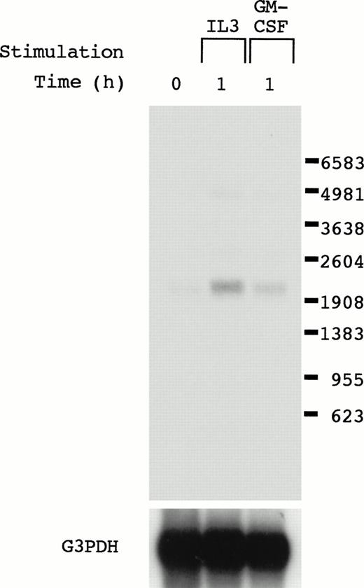 Fig. 1. Northern blot analysis of the cDNA clone 2.1. OTT-1 cells were deprived of serum and mIL-3 for 6 hours, and then stimulated with mIL-3 and mGM-CSF for 1 hour. Poly(A)+ RNA (4 μg/lane) was hybridized with the cDNA (clone 2.1) and G3PDH probes.