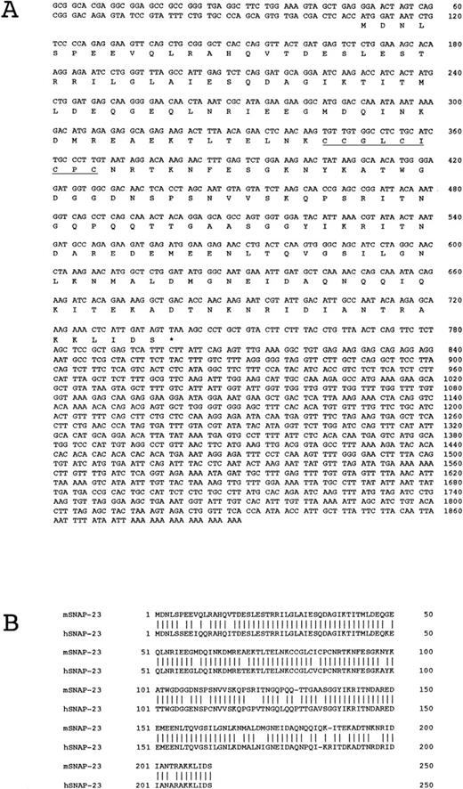 Fig. 2. (A) Nucleotide and predicted protein sequences of mouse SNAP-23. In amino acid sequences, the asterisk indicates the stop codon, and cystein-rich region is underlined. (B) Comparison of the predicted amino acid sequences with mouse and human SNAP-23. Vertical lines indicate amino acid identity.
