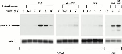 Fig. 3. Induction of SNAP-23 message by stimulation with IL-3/GM-CSF/IL-5 in factor-dependent cells. OTT-1 and L-GM3 cells were deprived of serum and mIL-3 for 6 hours, then stimulated with IL-3/GM-CSF/IL-5 for the indicated periods (h). Poly(A)+RNA (2 μg/lane) was separated from the cells and blotted with SNAP-23 and G3PDH probes.