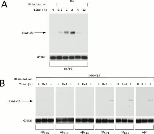 Fig. 4. Induction of SNAP-23 in Ba/F3 cells and Ba/F3 transfectants. Factor- and serum-starved Ba/F3 cells and Ba/F3 transfectants were stimulated with mIL-3 and hGM-CSF for the indicated time (h), respectively. Poly(A)+ RNA (1 μg/lane) was extracted from the cells and blotted with SNAP-23 and G3PDH probes.