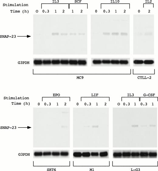 Fig. 5. Induction of SNAP-23 by the stimulation with various cytokines. Factor-dependent cell lines MC9, CTLL-2, and L-G3 were deprived of serum and growth factors, then stimulated with mIL-3, mSCF, mIL-10, mIL-2,or hG-CSF for the indicated time (h). SKT6 cells and M1 cells were stimulated with hEPO and mLIF for the indicated time (h), respectively. Poly(A)+ RNA (1 μg/lane) was separated from the cells and blotted with SNAP-23 and G3PDH probes.