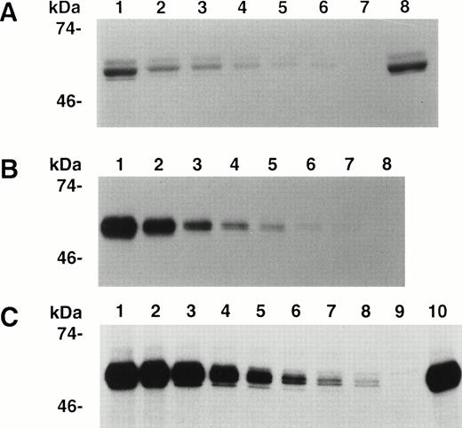 Fig. 2. Immunoprecipitation of A3-C1 polypeptide by MoAb and hemophilic inhibitor IgGs. Cell culture medium containing35S-methionine–labeled rA3-C1 was incubated with increasing concentrations of IgG from human inhibitors RI or MU and from MoAb CLB-CAg A. Immunoprecipitated 35S-A3-C1 was analyzed as in Fig 1. (A) RI, lanes 1 through 6: 20, 10, 5, 2.5, 1.25, and 0.625 μg/mL; lane 7: no antibody; lane 8: 3 μg/mL of CLB-CAg A IgG. (B) MoAb CLB-CAg A, lanes 1 through 7: 2, 1, 0.5, 0.25, 0.12, 0.06, and 0.03 μg/mL; lane 8: no antibody. (C) MU, lanes 1 through 8: 20, 10, 5, 2.5, 1.25, 0.62, 0.31, and 0.15 μg/mL; lane 9: no antibody; lane 10: 3 μg/mL of CLB-CAg A IgG.