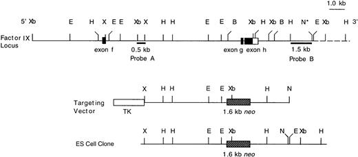 Fig. 1. Targeted disruption of the murine F. IX gene by homologous recombination. An 18.6-kb genomic map of the mouse F. IX gene showing exons f, g, and h. The targeting vector was made from the 11.6-kb Xho I-Not I fragment of the lambda clone. The targeted allele contained a neo gene inserted into exon g and exon h. The 3.2-kb BamHI fragment covering exons g and h and the introns was replaced by a 1.6-kb neor cassette. The 2.1-kb thymidine kinase cassette was cloned into the Xho I site. A 0.5-kb fragment (Probe A), external to the Xho I site of the targeting vector, and an HindIII-Not I 1.5-kb fragment (Probe B) were used to screen the ES cell clones and mouse tail DNA. A 637-bp neo gene probe was also used to screen the same clones (data not shown). B, BamHI; E, EcoRI; H,HindIII; N, Not I; X, Xho I; Xb, Xba I; TK, thymidine kinase gene; neo, neomycin gene. The dotted line represents a portion of the genomic map, which was not included in the λ clone, but was identified by subsequent mapping after Southern blot hybridization of ES cell and mouse DNA. The * (asterisk) on theNot I site denotes that it is not part of the clone λ.