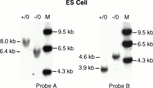 Fig. 2. Southern analysis of the ES cell clones. (A) The ES cell clone (D11) and 129/Sv mouse DNA were digested with Xba I and hybridized with probe A. The wild-type clone (+/0) showed an 8.0-kb fragment, the recombinant disrupted clone (−/0) showed a 6.4-kb band. (B) The same DNA samples were digested with XbaI and hybridized with probe B. The wild-type clone (+/0) showed a 3.9-kb band, while the mutant allele (−/0) showed a 4.6-kb band.