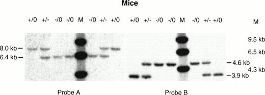 Fig. 3. Southern analysis of tail DNA from hemizygous male and carrier female mice. Tail DNA from normal male (+/0), affected male (−/0), and carrier female (+/−) mice were digested withXba I and hybridized with (A) probe A and (B) probe B. The expected sizes of the bands were the same as those detected in the ES cell clones (see Fig 2).