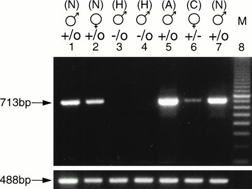 Fig. 4. RT-PCR analysis of the F. IX transcripts. Total RNA was isolated from the livers of 4-week-old carrier female, affected male, normal litter mate, and normal adult male mice. PCR amplifications were performed for 30 cycles under the following conditions: 94°C for 1 minute, 55°C for 45 seconds, and 72°C for 45 seconds using an F. IX exon f sense primer and an exon h antisense primer. The length of the PCR product corresponding to the exon f and exon h portion of the F. IX transcripts is 713-bp (lanes 1 to 7). Lanes 1 and 7, nos. 90 and 95, normal (N) males; lane 2, no. 92, normal (N) female; lanes 3 and 4, nos. 89 and 91, hemophilic (H) males; lane 5, normal 6-month-old adult (A) male, lane 6, no. 93, carrier (C) female; lane 8, 100-bp ladder; mouse 18S ribosomal primers were used as loading control. The PCR fragment obtained by amplification of the 18S rRNA transcript for all samples is 488 bp and was shown below the corresponding lanes.