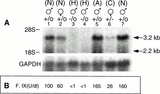 Fig. 5. (A) Northern analysis of the F. IX transcripts. Total liver RNA (25 μg) samples from 4-week-old carrier female, hemizygous male, normal litter mate, and normal adult male mice were loaded into 0.8% agarose-formaldehyde gel and transferred to a nylon membrane. The membrane was hybridized with a 0.644-kb factor IX cDNA as described in Materials and Methods. The normal sizes of the F. IX transcripts are 3.2 kb and 2.2 kb. Lanes 1 and 7, nos. 90 and 95, normal (N) males; lane 2, no. 92, normal (N) female; lanes 3 and 4, nos. 89 and 91, hemophilic (H) males; lane 5, control 6-month-old adult (A) male; lane 6, no. 93, carrier (C) female; below, hybridization of the filter with a GAPDH probe as internal standard. (B) Plasma F. IX coagulant titer, expressed as U/dL, of carrier females, hemizygous male, and normal mice are shown in corresponding lanes.