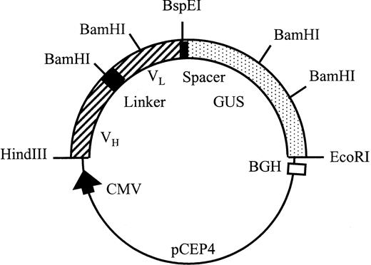 Fig. 2. Schematic representation of the pCEP4 scFv-CD20–β-glucuronidase expression vector. Transcription is driven by the human cytomegalovirus (CMV) enhancer-promotor sequence. The polyadenylation signal and transcription termination signal are from the bovine growth hormone gene.