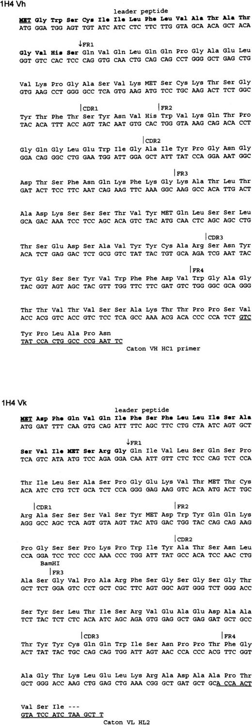Fig. 3. Nucleotide and deduced amino acid sequence of the VH and VL of anti-CD20 MoAb 1H4. The primers used for cloning are underlined. The cleavage site of the leader peptide (bold) is indicated by the arrow.