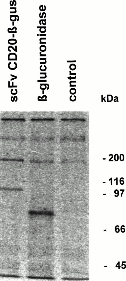 Fig. 4. Immunoprecipitation of scFv-CD20–β-glucuronidase. COS-7 cells were transfected with scFvCD20-β–glucuronidase or β-glucuronidase cDNA. The cells were labeled 48 hours after transfection with 35S-methionine/cysteine for 4 hours, the supernatant was immunoprecipitated with rabbit anti-β–glucuronidase antibody and analyzed by SDS-PAGE.