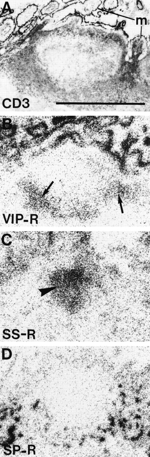 Fig. 2. Localization of VIP receptors, SS receptors, and SP receptors in successive sections of a human Peyer's patch. (A) CD3 immunohistochemical staining. Bar = 1 mm. (B) Autoradiogram showing total binding of 125I-VIP. Arrows point towards VIP receptors located in the peripheral zone of the lymphoid follicle. (C) Autoradiogram showing total binding of125I-Tyr3-octreotide. Arrowhead shows SS receptors in the germinal center. (D) Autoradiogram showing total binding of 125I-BH-SP. SP receptors are located in the blood vessels.