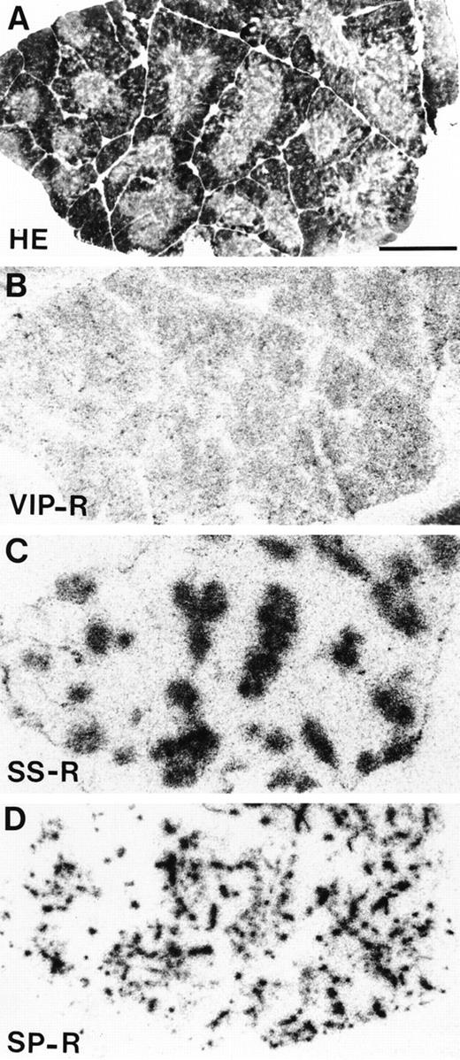 Fig. 4. Localization of VIP receptors, SS receptors, and SP receptors in a human thymus. (A) Hematoxylin-eosin stained section. Bar = 1 mm. (B) Autoradiogram showing total binding of125I-VIP. VIP receptors are diffusely distributed in cortex and medulla. (C) Autoradiogram showing total binding of125I-Tyr3-octreotide. SS receptors are located in the medulla. (D) Autoradiogram showing total binding of125I-BH-SP. SP receptors are located in blood vessels.