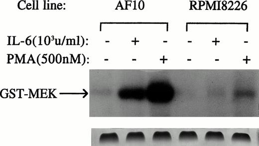 Fig. 3. Protective concentrations of IL-6 do not activate RAF-1. 8226 and AF-10 MM cells were cultured with or without IL-6 (1,000 U/mL) or PMA (500 nmol/L) for 5 minutes. RAF-1 was then immunoprecipitated and tested for enzymatic activity against the substrate GST-MEK in an in vitro kinase assay. Similar results, ie, a lack of IL-6–dependent activation of RAF-1 in UCLA #1 cells was also shown (not shown). Bottom panel shows Coomassie blue staining of the gel.