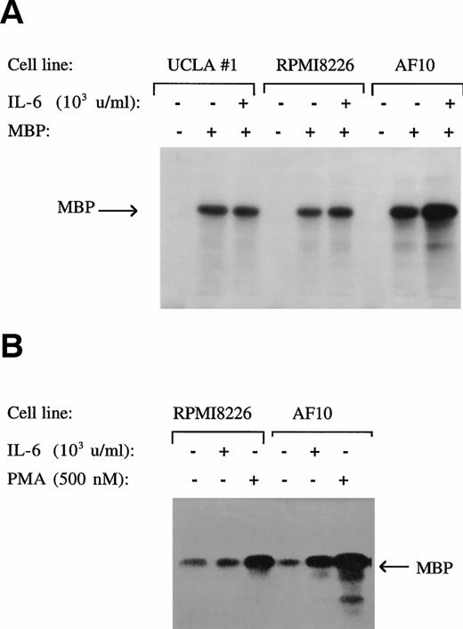 Fig. 5. Protective concentrations of IL-6 do not activate ERK function. 8226, AF-10, and UCLA #1 MM cells cultured with and without IL-6 (1,000 U/mL, upper panel) or with and without PMA (500 nmol/L, lower panel). Whole-cell lysates were then tested for enzymatic activity against the substrate MBP in an in vitro kinase assay.