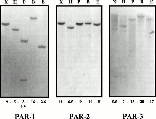 Fig. 1. Classical Southern blot analysis. Human genomic DNA was digested by Xba I (X), HindIII (H), Pst I (P),BamHI (B) and EcoRI (E). Successive hybridizations were performed with PAR-1, PAR-2, and PAR-3 probes. The fragment size is given in kilobases below each lane. Whatever the enzyme used, a single cross-hybridizing fragment was seen for the three probes. For thePst I digest, PAR-1 hybridized with two fragments because of the presence of a Pst I site in the PAR-1 coding sequence.