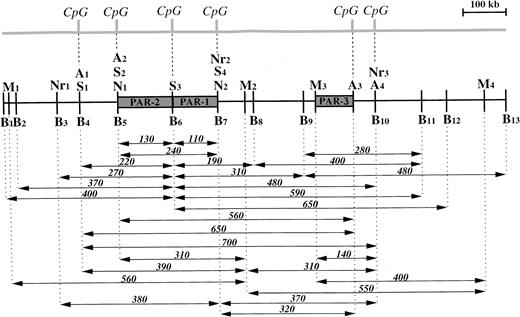 Fig. 3. Restriction map of the region 5q13 containing the PAR-1, PAR-2, and PAR-3 genes. Sites used were Asc I (A),BssHII (B), Mlu I (M), Not I (N), Nru I (Nr), SacII (S). The majority of the fragments shown in Tables1-3 are presented in the form of arrows below the restriction map. Their sizes are given in kilobases. Some partial fragments forSacII are not illustrated. A map of the CpG islands is shown at the top of the figure.