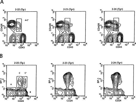 Fig. 1. Representative flow cytometry of bone marrow showing separation of B lineage subsets by cell-surface antigen expression in 4-week-old Eμ-ret (Tg+) and transgene-negative (Tg−) mice. (A) CD45R+ B lineage cells are resolved into less differentiated (CD43+) and more differentiated subsets (CD43−). The CD43+subset, which is markedly expanded in the Eμ-ret mice, comprises the three pro–B-cell fractions (Fr A through C) and the early pre–B-cell fraction (Fr C′). (B) The CD45R+CD43+subset is further resolved into Fr A through C′ based on BP-1 and CD24 expression. There is a selective expansion of the BP-1+CD24+ late pro–B-cell fraction C in the Eμ-ret mice.