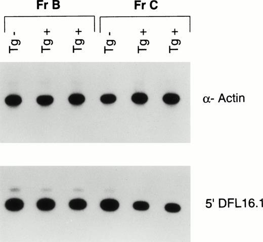 Fig. 3. PCR analysis of completed VDJ rearrangement of the IgH locus in sorted early (Fr B) and late (Fr C) pro–B cells from 4-week-old Eμ-ret (Tg+) and transgene-negative (Tg−) mice. A 560-bp region upstream of the most V proximal D element, DFL16.1, that is lost on V to DJ rearrangement was amplified. Autoradiography was used to compare the signal intensity of the 5′ DFL16.1 amplification after standardization with an α-actin signal. Fr B cells from the Eμ-ret mice average 98% of the 5′ DFL16.1 signal intensity generated by Fr B cells from the transgene negative mice, whereas the Fr C cells average 43% of the signal intensity generated by the Fr C cells from the transgene-negative mice. Shown are 30-minute exposures of 26 cycles of amplification from the DNA of approximately 2 × 103 cells.