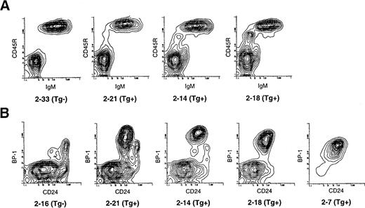 Fig. 6. Flow cytometry of peripheral blood and bone marrow of 13-week-old well-appearing Eμ-ret (Tg+) littermates and transgene-negative (Tg−) mice. (A) Density separated peripheral blood lymphocytes were stained for CD45R and IgM expression. Varying amounts of an abnormal population of CD45R+sIgM− B precursor cells are present in the Eμ-ret mice. (B) CD45R+CD43+ gated bone marrow cells from the above Eμ-ret mice along with a Tg− littermate were resolved by BP-1 and CD24 staining into the pro–B cell Fr A through C and early pre–B Fr C′. Eμ-ret mouse 2-7 was an 11-week-old with splenomegaly and adenopathy.