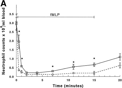 Fig. 4. Circulating neutrophil counts in the arterial and venous blood during and after infusion of fMLP. The counts between 0 and 20 minutes are shown in (A), and (B) shows the counts for the entire 2-hour duration of the experiment. The venous counts (□) decreased more slowly than the arterial counts (○) in the first 2 minutes of the infusion. Both arterial and venous counts were decreased at 2 to 4 minutes. The neutrophil counts in the arterial blood samples remained low throughout the entire infusion. However, the counts in the venous samples began to increase by 7 minutes, and continued to rise throughout the infusion. After the infusion was stopped, neutrophil counts in both arterial and venous blood increased similarly, reaching peak values more than threefold baseline values by 120 minutes (105 minutes after the infusion was stopped). *Significantly greater than the neutrophil counts in the arterial blood, P < .05.