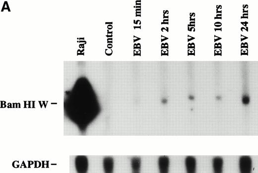 Fig. 2. (A) Detection of EBV genome in human neutrophils. Cells were incubated for increasing time periods before DNA isolation and Southern blot analysis. EBV DNA was detected by hybridization with aBamHI W probe. Raji cell line was used as positive control. Neutrophils were either cultured in absence (control) or in presence of EBV (15 minutes and 2, 5, 10, and 24 hours). The experiment is representative of two other experiments. (B) Densitometric analysis of viral DNA levels in EBV-infected neutrophils. Results are the mean of three experiments. (C) Detection of EBV genome in isolated nuclei. Neutrophils from two healthy donors were preincubated with the phagocytosis inhibitor cytochalasin B (10 μmol/L) for 15 minutes and then treated with EBV or culture medium (mock) for 10 hours. Cells were obtained and genomic DNA was extracted from purified nuclei. EBV genomic DNA was detected by PCR as described in Materials and Methods. B95-8 cells were used as positive control. M represents a 100-bp molecular weight marker.