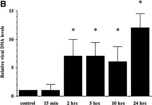 Fig. 2. (A) Detection of EBV genome in human neutrophils. Cells were incubated for increasing time periods before DNA isolation and Southern blot analysis. EBV DNA was detected by hybridization with aBamHI W probe. Raji cell line was used as positive control. Neutrophils were either cultured in absence (control) or in presence of EBV (15 minutes and 2, 5, 10, and 24 hours). The experiment is representative of two other experiments. (B) Densitometric analysis of viral DNA levels in EBV-infected neutrophils. Results are the mean of three experiments. (C) Detection of EBV genome in isolated nuclei. Neutrophils from two healthy donors were preincubated with the phagocytosis inhibitor cytochalasin B (10 μmol/L) for 15 minutes and then treated with EBV or culture medium (mock) for 10 hours. Cells were obtained and genomic DNA was extracted from purified nuclei. EBV genomic DNA was detected by PCR as described in Materials and Methods. B95-8 cells were used as positive control. M represents a 100-bp molecular weight marker.