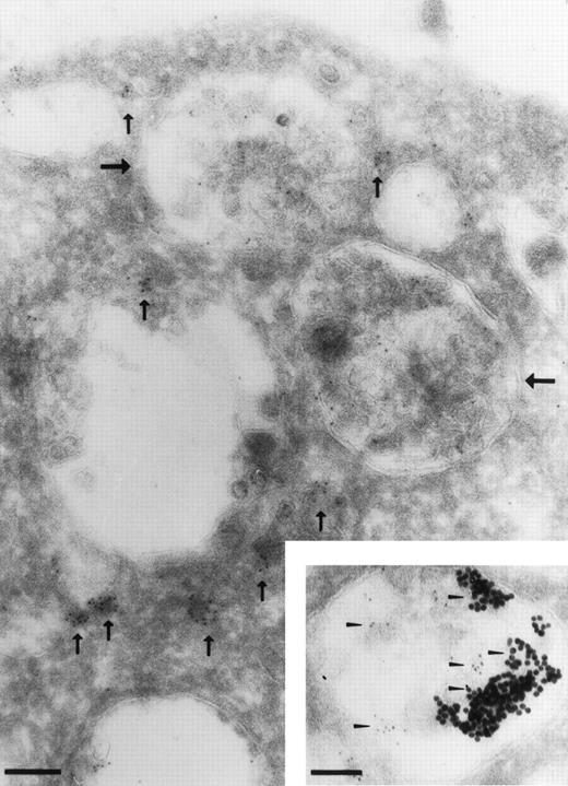 Fig. 7. Immunoelectron microscopic localization of CR1 in resting RBL. Cryosections were stained with a mixture of two monoclonal antibodies directed against CR1 (3D9 and C543) followed by rabbit antimouse IgG conjugated to 5 nm gold. CR1 is shown on the cell surface, in small vesicles (small vertical arrows), and in multivesicular bodies (large horizontal arrows). The inset shows RBL-CR1 cells that were incubated with BSA conjugated to 20 nm gold for 30 minutes at 37°C before preparation for cryosectioning. CR1 was labeled with 5 nm gold as described above. Colocalization of the endocytic marker BSA-gold (large particles) and CR1 (small arrow heads) was observed in multivesicular bodies. Bar = 0.1 μm.