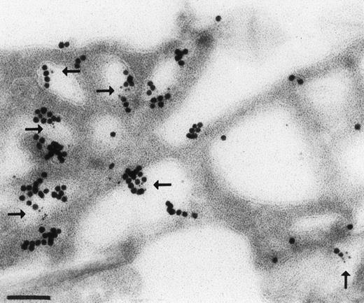 Fig. 8. Higher magnification immunoelectron micrograph of periphery of RBL-CR1 incubated with 10 nm BSA-gold endocytic tracer (large particles) and immunostained for CR1 (5 nm gold, arrows). Many vesicles contain both CR1 and endocytic tracer. Bar = 0.1 μm.