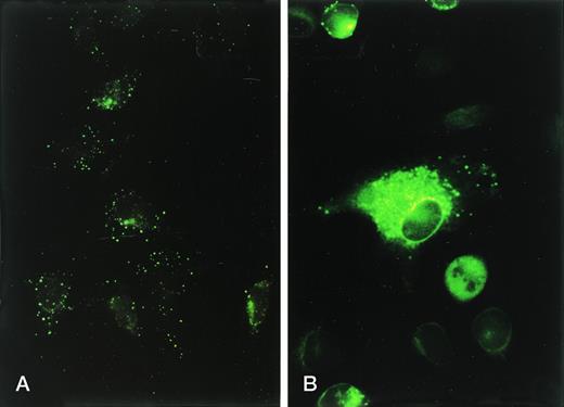 Fig. 5. Indirect immunofluorescent staining of CR1 versus serotonin in RBL-CR1. Cells were grown on glass coverslips, fixed, and saponin permeabilized and stained using anti-CR1 and FITC-antimouse immunoglobulin (A) or antiserotonin YMC1019 (rat monoclonal antiserotonin) followed by FITC-antirat immunoglobulin (B).