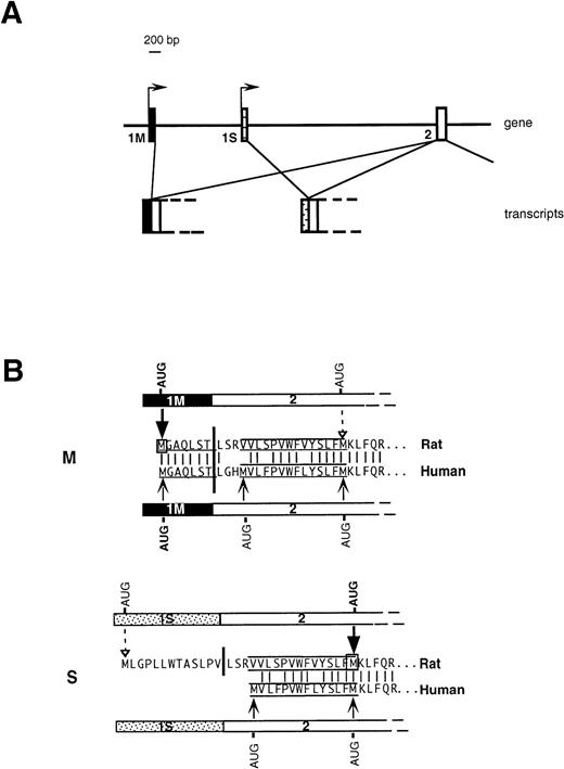 Fig. 1. Organization of 5′ region of b5R gene (A) and predicted translation products of rat and human transcripts (B). (A) In rats and humans alternative promoters generate two transcripts differing in the first exon (1M or 1S). (B) M and S show the 5′ portions of b5R M- and S-transcripts in humans and rat and the corresponding deduced amino acid sequences. The myristoylation consensus is underlined and the 14 uncharged residues, which complete the membrane anchor, are overlined and underlined. The heavy vertical bars indicate the junction between first and second exon. The light vertical lines show positions of amino acid identity between man and rat. Translation of the rat M transcript initiates exclusively from the first AUG contained in the 1M exon (heavy arrow), so that the internal AUG of exon 2 is not used (dashed arrow).10 Also the human 1M exon contains an AUG in an optimal context for initiation, however the possible use of the two downstream AUG codons has not been directly tested. The rat 1S exon contains an in-frame AUG in a poor context for initiation, which is used inefficiently (dashed arrow), so that the main translation product is from the downstream AUG (heavy arrow), with generation of soluble b5R.10 The human 1S exon is devoid of AUG codons, however, exon 2 contains an additional AUG at the beginning of the sequence coding for the hydrophobic stretch, which could in principle be used as initiation codon.