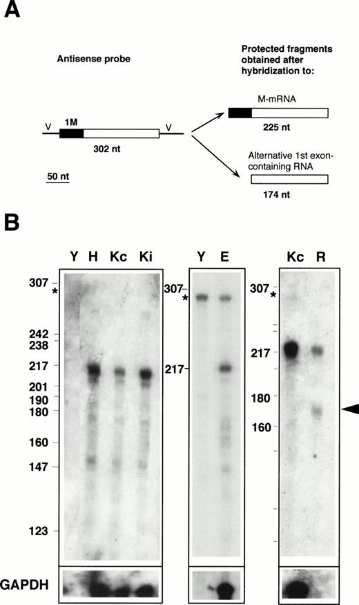 Fig. 2. RNase protection with the 1M-containing probe. (A) Design of the experiment. The antisense probe contained the 1M exon (filled rectangle), the second, and part of the third exon common to all b5R transcripts (open rectangle), and portions of the vector sequence (single lines marked V). After hybridization to b5R mRNA, which contains 1M, the entire probe (except for the vector sequence) is expected to be protected from RNase digestion. In contrast, transcripts with an alternative first exon will only partially protect the probe, with generation of a smaller protected species. (B) Electrophoretic analysis of protected fragments. A total of 2 μg of poly A(+) RNA from HeLa cells (lane H) or from K562 cells induced (lane Ki) or not induced (lanes Kc) to differentiate, 17 μg of total RNA from erythroblasts (lane E), or 10 μg of total RNA from reticulocytes (lane R) or from torulla yeast (lane Y) were hybridized overnight with 40,000 dpm of 1M antisense probe at 43°C. One half of the same RNA samples (or one fifth in the case of erythroblast RNA) was hybridized to 40,000 dpm of GAPDH antisense probe (bottom row). Digestion was with 2.50 U/mL of RNase A and 100 U/mL of RNase T1 at 37°C for 1 hours. Numbers on the left of the panels indicate the size (in nucleotides) and position of Msp 1-digested pBR322 DNA marker fragments. The asterisk at the left of the panels indicates the position of the undigested probe. Some probe remained undigested in the samples shown in the middle panel. RNA from reticulocytes shows a clearly detectable partially protected probe fragment (arrowhead), predicted to be generated after hybridization to a b5R transcript with an alternative first exon.
