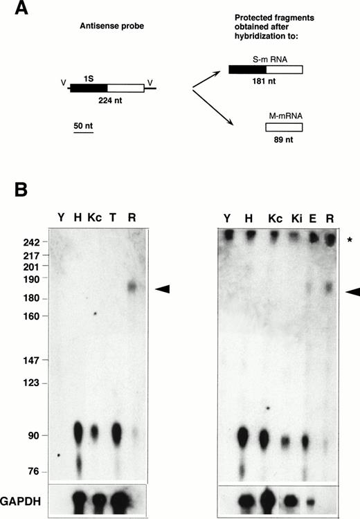 Fig. 3. RNase protection with the 1S-containing probe. (A) Design of the experiment. The antisense probe contained the 1S exon (filled rectangle), part of the second exon common to all b5R transcripts (open rectangle), and portions of the vector sequence (single lines marked V). After hybridization to a b5R mRNA, which contains 1S, the entire probe (except for the vector sequence) is expected to be protected from RNase digestion. In contrast, transcripts with the 1M exon will only partially protect the probe, with generation of a smaller protected species. (B) Electrophoretic analysis of protected fragments. A total of 10 μg of total RNA from HeLa (lane H), TE672 (lane T), induced or not induced K562 cells (lanes Kc and Ki on right panel), reticulocytes (lane R) or torulla yeast (lane Y), 2 μg of polyA+ RNA from noninduced K562 cells (lane Kc on left panel), 26 μg of total RNA from primary erythroblast cultures (lane E) were hybridized overnight with 40,000 dpm of 1S antisense probe. One half (left panel) or 1 μg (right panel) of the same RNA samples was hybridized to GAPDH antisense probe (bottom row). Hybridization and digestion conditions were as in the legend to Fig 2. Numbers on the left indicate molecular weight markers as in Fig 2. The asterisk at the right of the panels indicates the position of the undigested probe. Some probe remained undigested in the samples of the right panel. The arrowhead indicates the position of the fully protected probe, due to the presence of S-transcript in reticulocyte and erythroblast RNA. The partially protected probe of 89 nt is visible in all samples.