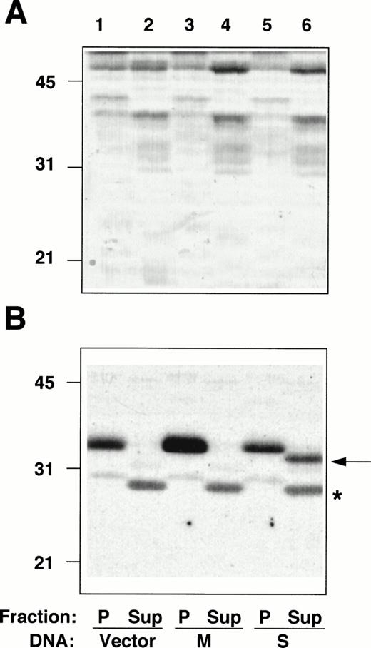 Fig. 4. Radioimmunoblotting analysis of fractions from cells transfected with b5R cDNAs. Pellet (P) and supernatant (Sup) fractions prepared from PNS of Hela cells transfected with pCB6 (lanes 1 and 2, Vector), pCB6 containing M-cDNA (lanes 3 and 4, M) or S-cDNA (lanes 5 and 6, S) were analyzed by sodium dodecyl sulfate-polyacrylamide gel electrophoresis (SDS-PAGE) followed by blotting onto nitrocellulose. (A) Shows the blot after staining with Ponceau S; (B) shows the autoradiogram of the same blot after radioimmunostaining with anti-b5R antibodies. A total of 55 μg protein of the pellet fractions (lanes 1, 3, and 5) and 57, 60, and 78 μg protein of the supernatant fractions from cells transfected with vector alone, M-, or S-cDNA, respectively, (lanes 2, 4, and 6) were loaded. Numbers on the left indicate positions and Mr (×10−3) of molecular mass markers. The arrow in (B) indicates the position of soluble b5R. The asterisk indicates the position of a cross-reactive band in the supernatant fraction, which remains unaltered regardless of the DNA used for the transfection.
