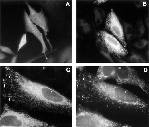 Fig. 6. Immunofluorescence analysis of cells transfected with b5R S-cDNA (A) or M-cDNA (B through D). Transfection with S-cDNA results in the expression of a product distributed uniformly throughout the cell (A), while the product of M-cDNA is compartmentalized (B and C). In (B), cells expressing low levels of b5R (probably not transfected) are visible in the background. (C and D) Show the results of a double-labeling experiment, in which cells were labeled with the mitochondrial dye Mitotracker and with anti-b5R antibodies. The same field is shown viewed under the fluorescein filter for anti-b5R antibodies (C), or under the rhodamine filter for Mitotracker. The arrows point to some of the more striking identities between the two stains. The arrowhead indicates staining of the nuclear envelope by anti-b5R antibodies in (C) and absence of staining by Mitotracker in (D). The asterisk marks the position of an untransfected cell. Scale bar in (A) corresponds to 10 μm in (A) and (B) and to 6 μm in (C) and (D).