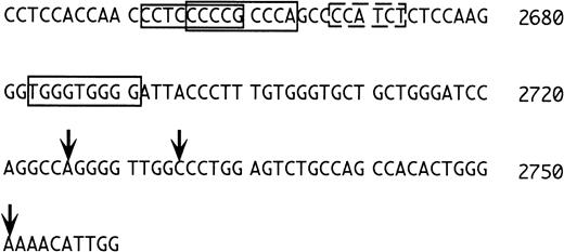 Fig. 7. 5′ flanking region of the 1S exon. The numbering is as in Du et al15 and the vertical arrows mark the positions of the transcriptional initiation sites mapped by these investigators. The sequences boxed with the continuous lines correspond to putative EKLF binding sites. The sequence boxed by the dashed line is an inverted GATA consensus with one mismatch (see text).