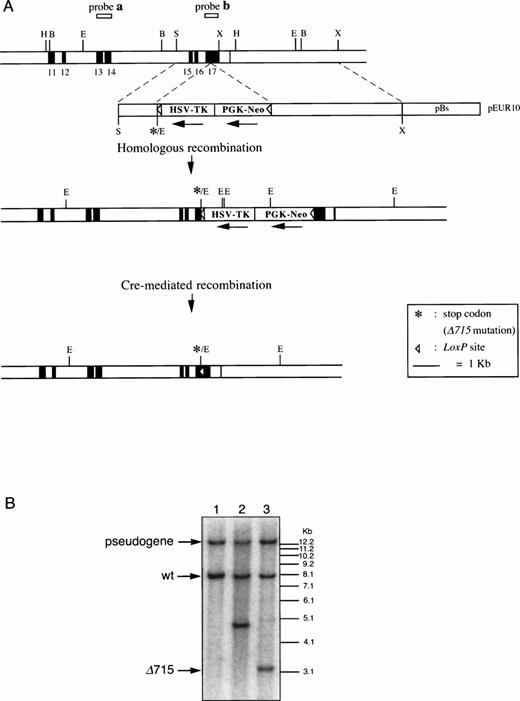 Fig. 1. Introduction of the Δ715 mutation in thegcsfr gene by homologous and Cre-mediated recombination. (A) Genomic constructs and targeting strategy. Shown from top to bottom are DNA structures of the germ line gene to be mutated, the targeting construct, the predicted homologous recombinant, and the deletion product generated by the Cre enzyme. For the first targeting event, an external probe covering exon 13 and 14 (probe a) was used to screen colonies. Southern analysis of EcoRV digests of genomic DNA detects an 8-kb band from the wild-type allele and a 5-kb band from the targeted allele. A 13-kb band derived from an intronlessgcsfr-pseudogene present in the murine genome21 was also observed. For the second targeting event, a probe covering exon 17 (probe b) was used to screen colonies which gives bands of 13 kb, 8 kb, 4.8 kb, and 3.2 kb for the pseudogene, wild-type allele, targeted allele and Cre-recombined allele, respectively. B, BamHI; E,EcoRV; H, HindIII; S, Sma I; X, Xba I. (B) Southern blot analysis of EcoRV digests of genomic DNA from ES cells using probe b on a wild-type clone (lane 1), a homologous recombined clone (lane 2), and a subsequent Cre-recombined clone (lane 3), showing the predicted sizes.