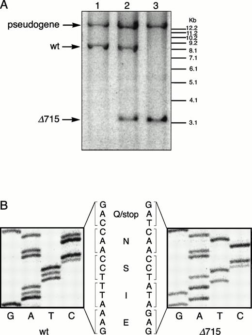 Fig. 2. Transmission and expression of mutant G-CSF-R. (A) Southern blot of EcoRV digests of tail DNA from awt/wt mouse (lane 1), a wt/▵715 mouse (lane 2), and a ▵715/▵715 mouse (lane 3) hybridized with probe b (Fig 1). (B) Nucleotide sequence analysis of PCR-amplified genomic DNA from a wt/wt and a▵715/▵715 mouse cloned in pBs. The sequence of the▵715-derived clone shows the C-to-T substitution changing CAG (Gln715) into TAG (stop715) and the silent base pair substitutions that generated the EcoRV site (GATATC). (C) Flow cytometry analysis of biotinylated G-CSF binding to BM cells from wt/wt,wt/▵715, and ▵715/▵715 mice. Cells were incubated in the absence (solid line) or presence (broken line) of a 100-fold molar excess of nonlabeled G-CSF followed by incubation with PE-conjugated streptavidin. (D) Western blot analysis of 1 × 106 BM cells from wt/wt and▵715/▵715 mice using a rabbit antiserum raised against the 20 C-terminal amino acids of the murine G-CSF-R. The three bands indicated with arrows represent the different glycosylation forms of murine G-CSF-R5; their absence in the▵715/▵715 lanes indicates that the C-terminus is truncated in the mutant mice. Reprobing with anti-STAT3 confirms equivalent loading in both lanes.