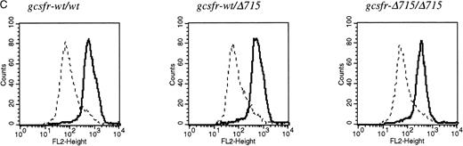 Fig. 2. Transmission and expression of mutant G-CSF-R. (A) Southern blot of EcoRV digests of tail DNA from awt/wt mouse (lane 1), a wt/▵715 mouse (lane 2), and a ▵715/▵715 mouse (lane 3) hybridized with probe b (Fig 1). (B) Nucleotide sequence analysis of PCR-amplified genomic DNA from a wt/wt and a▵715/▵715 mouse cloned in pBs. The sequence of the▵715-derived clone shows the C-to-T substitution changing CAG (Gln715) into TAG (stop715) and the silent base pair substitutions that generated the EcoRV site (GATATC). (C) Flow cytometry analysis of biotinylated G-CSF binding to BM cells from wt/wt,wt/▵715, and ▵715/▵715 mice. Cells were incubated in the absence (solid line) or presence (broken line) of a 100-fold molar excess of nonlabeled G-CSF followed by incubation with PE-conjugated streptavidin. (D) Western blot analysis of 1 × 106 BM cells from wt/wt and▵715/▵715 mice using a rabbit antiserum raised against the 20 C-terminal amino acids of the murine G-CSF-R. The three bands indicated with arrows represent the different glycosylation forms of murine G-CSF-R5; their absence in the▵715/▵715 lanes indicates that the C-terminus is truncated in the mutant mice. Reprobing with anti-STAT3 confirms equivalent loading in both lanes.