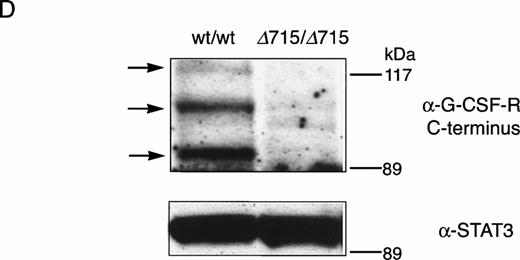Fig. 2. Transmission and expression of mutant G-CSF-R. (A) Southern blot of EcoRV digests of tail DNA from awt/wt mouse (lane 1), a wt/▵715 mouse (lane 2), and a ▵715/▵715 mouse (lane 3) hybridized with probe b (Fig 1). (B) Nucleotide sequence analysis of PCR-amplified genomic DNA from a wt/wt and a▵715/▵715 mouse cloned in pBs. The sequence of the▵715-derived clone shows the C-to-T substitution changing CAG (Gln715) into TAG (stop715) and the silent base pair substitutions that generated the EcoRV site (GATATC). (C) Flow cytometry analysis of biotinylated G-CSF binding to BM cells from wt/wt,wt/▵715, and ▵715/▵715 mice. Cells were incubated in the absence (solid line) or presence (broken line) of a 100-fold molar excess of nonlabeled G-CSF followed by incubation with PE-conjugated streptavidin. (D) Western blot analysis of 1 × 106 BM cells from wt/wt and▵715/▵715 mice using a rabbit antiserum raised against the 20 C-terminal amino acids of the murine G-CSF-R. The three bands indicated with arrows represent the different glycosylation forms of murine G-CSF-R5; their absence in the▵715/▵715 lanes indicates that the C-terminus is truncated in the mutant mice. Reprobing with anti-STAT3 confirms equivalent loading in both lanes.