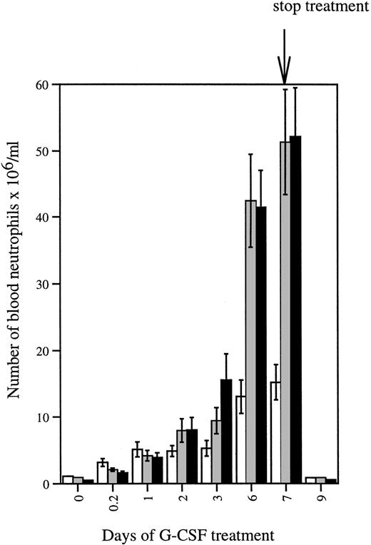 Fig. 5. Neutrophil counts in mice treated with G-CSF. Mice were injected subcutaneously with G-CSF (250 μg/kg/d) for 7 days. Blood was collected daily and analyzed as described in Materials and Methods. Data are from 7 to 11 animals for each genotype. Error bars represent standard error of mean. gcsfr-wt/wt, (□);gcsfr-wt/▵715, (▧); gcsfr-▵715/▵715, (▪).