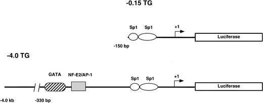Fig. 1. Reporter gene constructs used to generate transgenic mouse lines. The structure of the constructs used to generate the −0.15 TG and −4.0 TG lines are shown. Construct −0.15 TG contains the minimal human ferrochelatase promoter containing two Sp1-like elements, and construct −4.0 TG contains the minimal promoter, the erythroid enhancer elements GATA, and NF-E2 and approximately 3.5 kb of upstream sequence. Both promoter constructs drive the expression of the luciferase reporter gene.