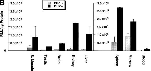 Fig. 3. Mouse ferrochelatase and reporter gene expression in various nonerythroid and erythroid tissues. (A) Total RNA was isolated from liver (L), spleen (Sp), kidney (K), testis (T), brain (B), and skeletal muscle (Sk) from control (PBS-treated) or PHZ-treated mice. A total of 15 μg of total RNA was analyzed by Northern blot. RNA was probed for mouse ferrochelatase mRNA or EKLF mRNA with radiolabeled mouse ferrochelatase or human EKLF cDNA probes. Equal loading of RNA was assessed by ethidium bromide staining of 18S and 28S ribosomal RNA. (B) 3.0-mm3 fragments of various tissue described above plus marrow from control-treated (PHZ-, hatched bars) or PHZ-treated (solid bars) −4.0 TG mice were homogenized in luciferase assay buffer. Luciferase activity of tissue extracts was measured for 10 seconds in a luminometer and expressed as relative light units per μg of protein. Luciferase activity in erythroid tissues is expressed on a scale 100 times that of nonerythroid tissues. Each luciferase activity data point represents an average of two to three mice.