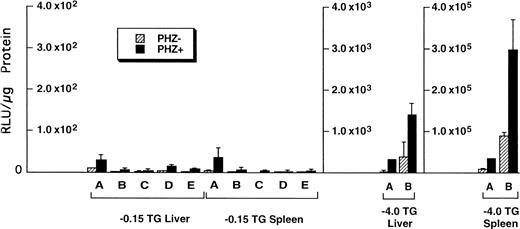 Fig. 5. Luciferase activities in −0.15 TG and −4.0 TG mice suggest elements 5′ of the proximal promoter are necessary for enhanced erythroid expression. Mice containing the −0.15 TG and −4.0 TG constructs were treated with a 7-day regimen of PBS (PHZ-, hatched bars) or PHZ (solid bars). On day 9, fragments of liver or spleen were homogenized in luciferase assay buffer and luciferase activity was assessed as described previously. Letters below each set of bars represent individual founder mice. Each bar represents an average luciferase activity of two to three mice from each founder. Three scales are necessary to accurately display the range of data obtained for the two transgenic lines.