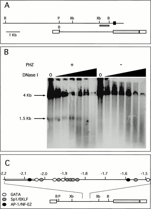 Fig. 6. A unique HS site appears 5′ of the proximal promoter in PHZ-treated −4.0 TG mouse spleen nuclei. (A) Location of the probe used for the detection of DNase I HS sites is indicated (dark hatched box) in the context of both the human ferrochelatase genomic locus (top) and the luciferase reporter transgene (bottom). The black box represents exon 1, open boxes represent SV40 sequences, and the light hatched box represents the luciferase reporter gene from p19 Luc (B, BamHI; P, PstI; and Xb, Xba I). (B) Nuclei were isolated from both normal and PHZ-treated spleens from −4.0 TG mice. After DNase I digestion of intact nuclei, DNA was isolated, digested to completion withBamHI, and the resulting fragments were identified by using the indicated probe in Southern blot analysis. The resulting fragments and their sizes are indicated. (C) Location of putativecis-elements as deduced from the analysis of the primary structure of the hypersensitive region and surrounding sequences (top). The open box (at −2.05 kb to −2.2 kb) indicates the AT-rich region. The location of this HS region and surrounding sequences within the transgene is indicated (bottom).