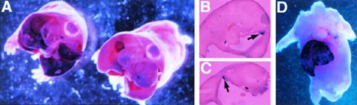 Fig. 2. Whole mount in situ hybridization detects ferrochelatase and luciferase expression in −4.0 TG mouse embryos. Whole-mount in situ hybridization was performed on 15.5 d.p.c. embryos by using antisense DIG-labeled RNA probes. (A) Detection of the luciferase transgene in the fetal liver of luciferase positive (left) and luciferase negative (right) transgenic litter mates. Transversal sections are shown, and the view is from posterior to anterior. (B) and (C) indicate staining in the gonads (left and right arose from different transversal microtome sections) of the luciferase positive mouse shown in (A). (D) Shows the localization of the endogenous murine ferrochelatase gene to the fetal liver at the same developmental stage. In all cases, hybridization to sense RNA probes gave no detectable signal (not shown).